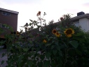 sunflowers in carpark garden