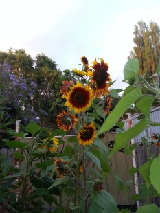 awesome sunflowers