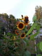 awesome sunflowers