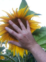 Big-ass Sunflowers