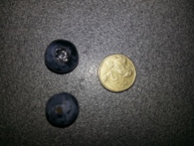 my only Blueberries from last year.