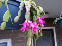 Zygo Cactus- first time i have seen it flower