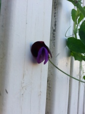 First Sweet Pea Flower
