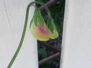 Second flowers ready to pop