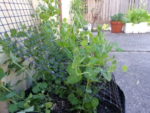 The Pea Patch