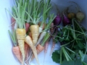 Carrots and radishes in the foyer